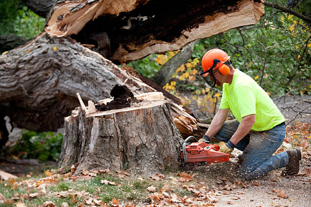 Best Tree Removal Near Me  in Cortland, IL